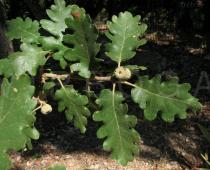 Quercus pyrenaica - Branch - Click to enlarge!