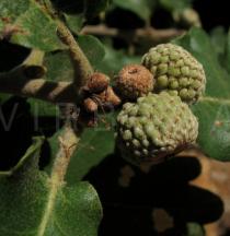 Quercus pyrenaica - Developing fruit - Click to enlarge!