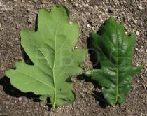 Quercus robur - Upper and lower surface of leaf - Click to enlarge!