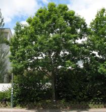 Quercus rubra - Habit - Click to enlarge!