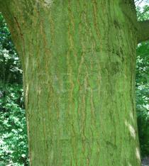 Quercus rubra - Bark - Click to enlarge!