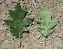 Quercus rubra - Upper and lower surface of leaves - Click to enlarge!
