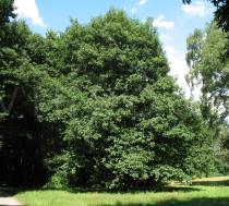 Quercus rubra - Habit - Click to enlarge!