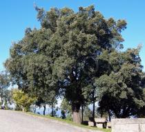 Quercus suber - Habit - Click to enlarge!