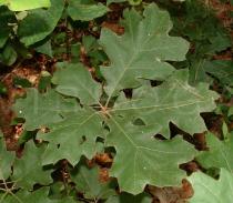 Quercus velutina - Leaf - Click to enlarge!