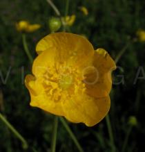 Ranunculus acris - Flower - Click to enlarge!