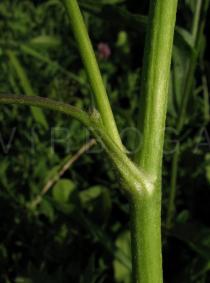 Ranunculus acris - Leaf insertion - Click to enlarge!