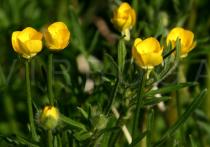 Ranunculus bulbosus - Flower and bud - Click to enlarge!