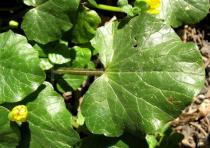 Ranunculus ficaria - Leaf - Click to enlarge!