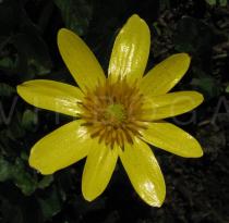 Ranunculus ficaria - Flower - Click to enlarge!