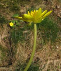 Ranunculus ficaria - Flower, side view - Click to enlarge!