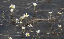 Ranunculus fluitans - Flowers - Click to enlarge!