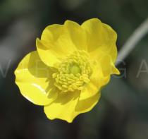 Ranunculus illyricus - Flower - Click to enlarge!