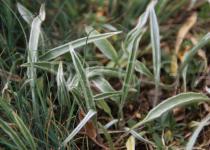 Ranunculus illyricus - Foliage - Click to enlarge!