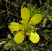 Ranunculus muricatus - Flower - Click to enlarge!