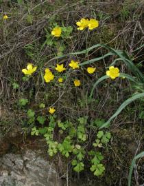 Ranunculus ollissiponensis - Habit - Click to enlarge!