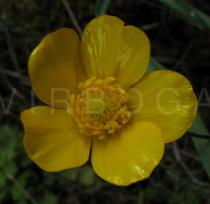 Ranunculus ollissiponensis - Flower - Click to enlarge!