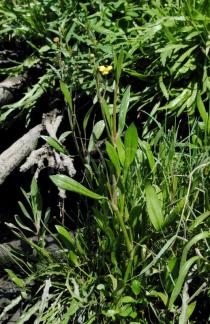 Ranunculus ophioglossifolius - Habit - Click to enlarge!