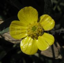 Ranunculus ophioglossifolius - Flower - Click to enlarge!