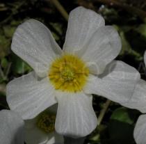 Ranunculus peltatus - Flower - Click to enlarge!