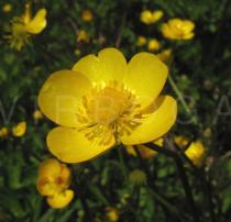 Ranunculus repens - Flower - Click to enlarge!