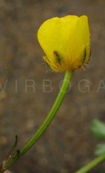 Ranunculus repens - Flower head side view - Click to enlarge!