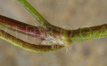 Ranunculus repens - Leaf insertion - Click to enlarge!