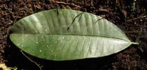 Rauvolfia caffra - Upper surface of leaf - Click to enlarge!