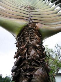 Ravenala madagascariensis - Persistent leaf bases on the upper part of the trunk - Click to enlarge!