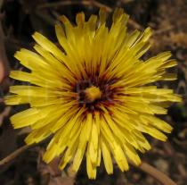 Reichardia gaditana - Flower - Click to enlarge!