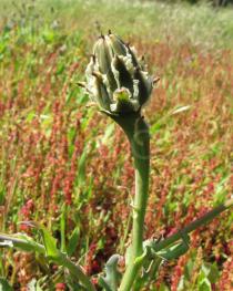 Reichardia gaditana - Flower head bud - Click to enlarge!