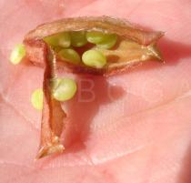 Reseda media - Opened fruit exposing ripening seeds - Click to enlarge!