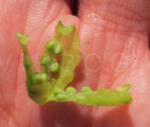 Reseda phyteuma - Unripe seeds - Click to enlarge!