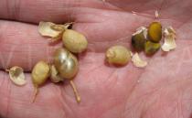 Retama monosperma - Fruits and exposed seeds - Click to enlarge!