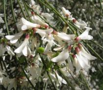 Retama monosperma - Flowers - Click to enlarge!
