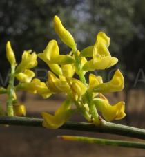 Retama sphaerocarpa - Flowers - Click to enlarge!