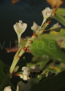 Reynoutria japonica - Flower, side view - Click to enlarge!
