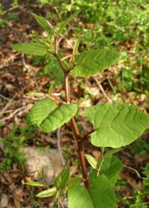 Reynoutria sachalinensis - Foliage - Click to enlarge!