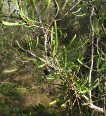Rhamnus lycioides - Foliage - Click to enlarge!