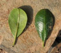 Rhamnus lycioides - Upper and lower surface of leaves - Click to enlarge!