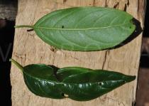 Rhamnus prinoides - Upper and lower surface of leaf - Click to enlarge!