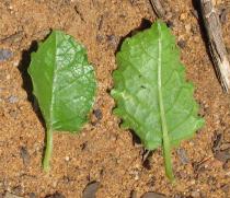 Rhaphiodon echinus - Upper and lower surface of leaf - Click to enlarge!