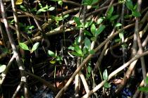 Rhizophora mangle - Juvenile plants - Click to enlarge!