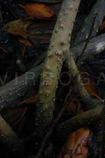 Rhizophora mangle - Exposed roots below mean sea level - Click to enlarge!