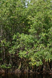 Rhizophora mangle - Habit - Click to enlarge!