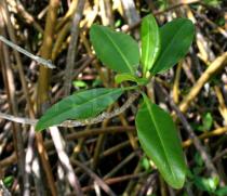 Rhizophora mangle - Foliage - Click to enlarge!