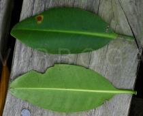 Rhizophora mangle - Upper and lower surface of leaf - Click to enlarge!
