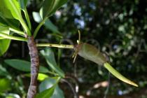 Rhizophora mangle - Developing hypocotyl - Click to enlarge!
