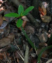 Rhizophora mangle - Juvenile plant - Click to enlarge!