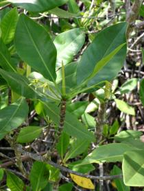 Rhizophora mangle - Inflorescences - Click to enlarge!